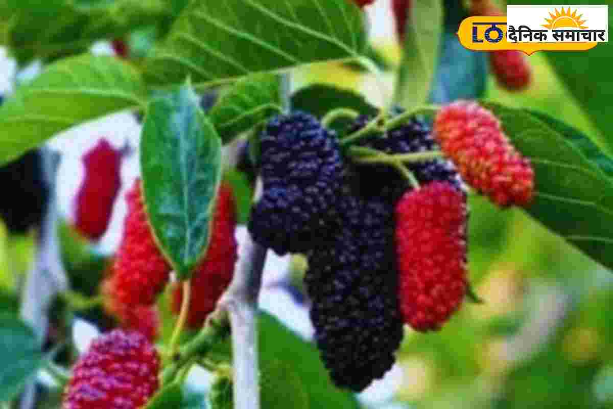 शहतूत ही नहीं इसके पत्ते और छाल भी चमत्कारी, कई मर्ज का अचूक इलाज