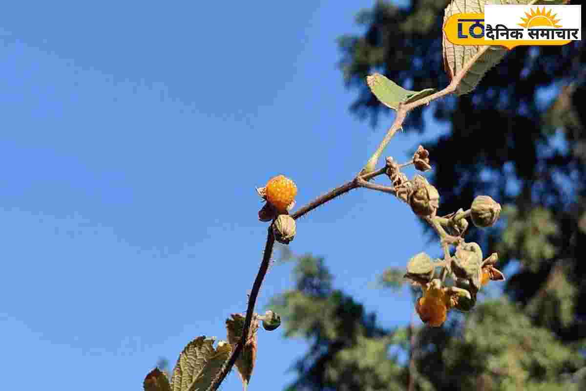 औषधीय गुणों की खान है ये फल…पेट, सिरदर्द, बुखार में उपयोगी