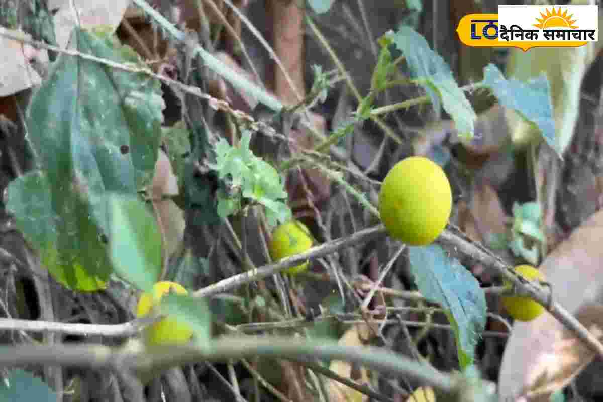 जहरीले कीटों का काल है ये पहाड़ी पौधा, औषधीय गुणों से भरपूर