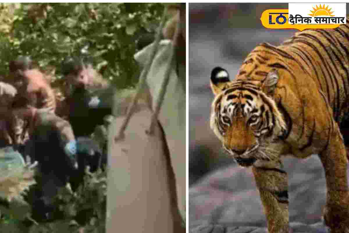 Ramnagar News: दो घायल बाघ, मुश्किल ऑपरेशन! कॉर्बेट की टीम ने दिखाया कमाल….