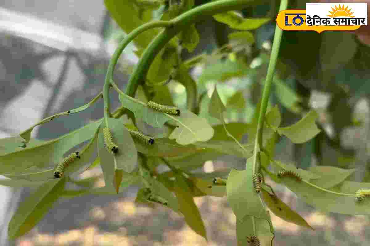 उत्तराखंड में मूंगा रेशम की खेती से युवाओं को मिल सकता है लखपति बनने का मौका..
