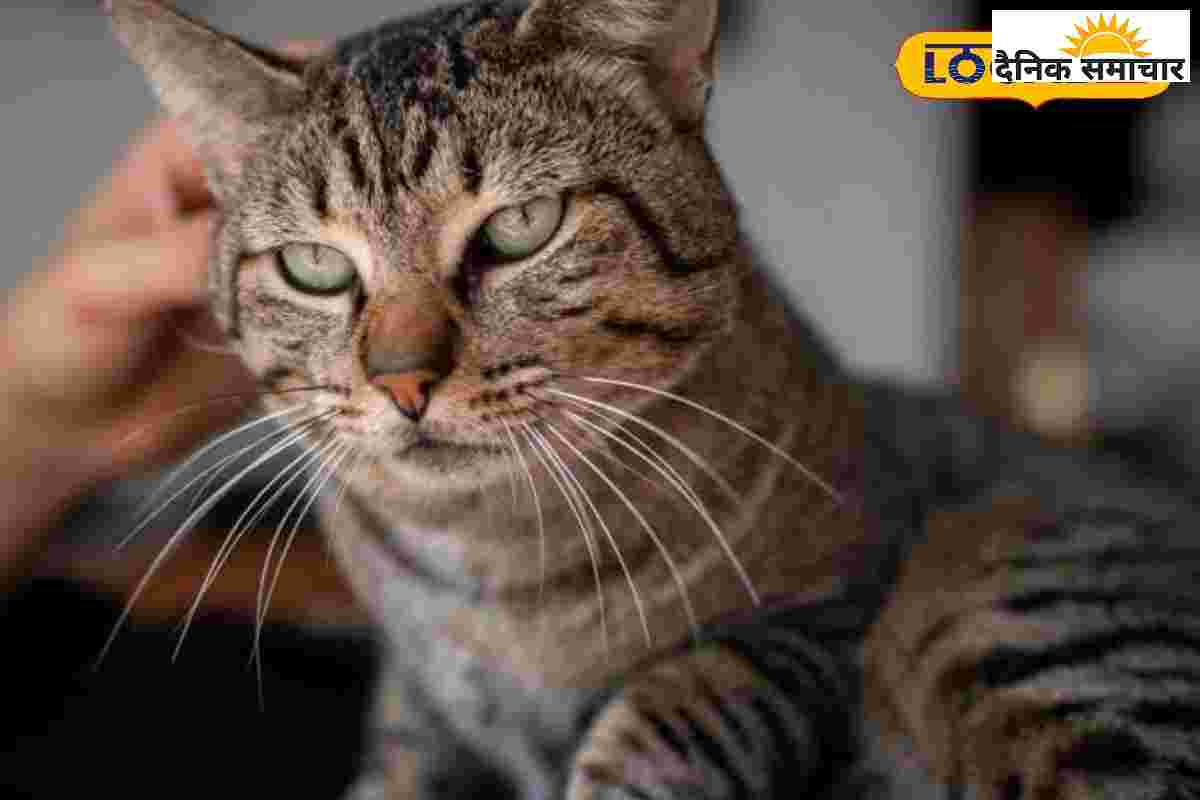 बिल्ली के काटने से मौत! पानी से डरने लगा था मासूम, परिवार में कोहराम