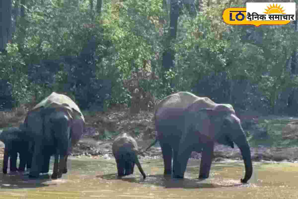 एक मुहिम बेजुबानों के नाम, देहरादून के लोगों ने किया यह काम