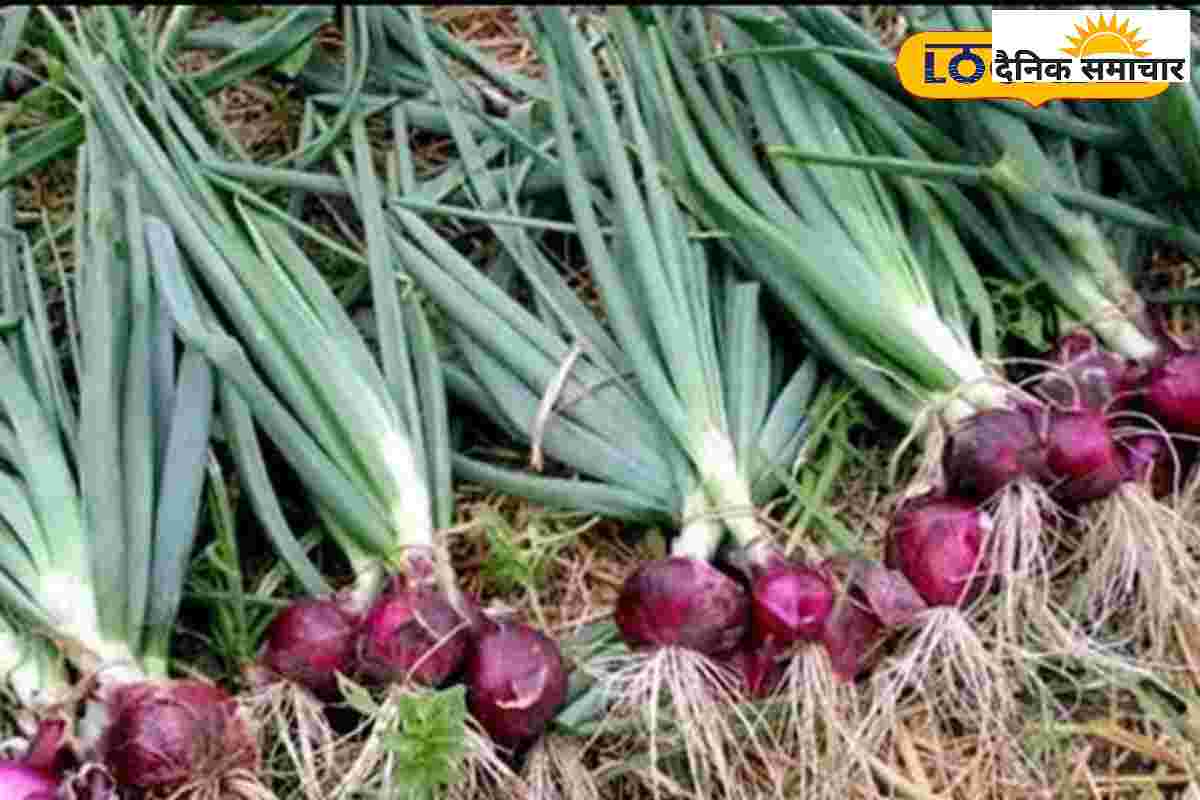 बिना खर्च प्याज की हर गांठ हो जाएगी बड़ी, बस उसकी पत्तियों को हाथ से कर दें…