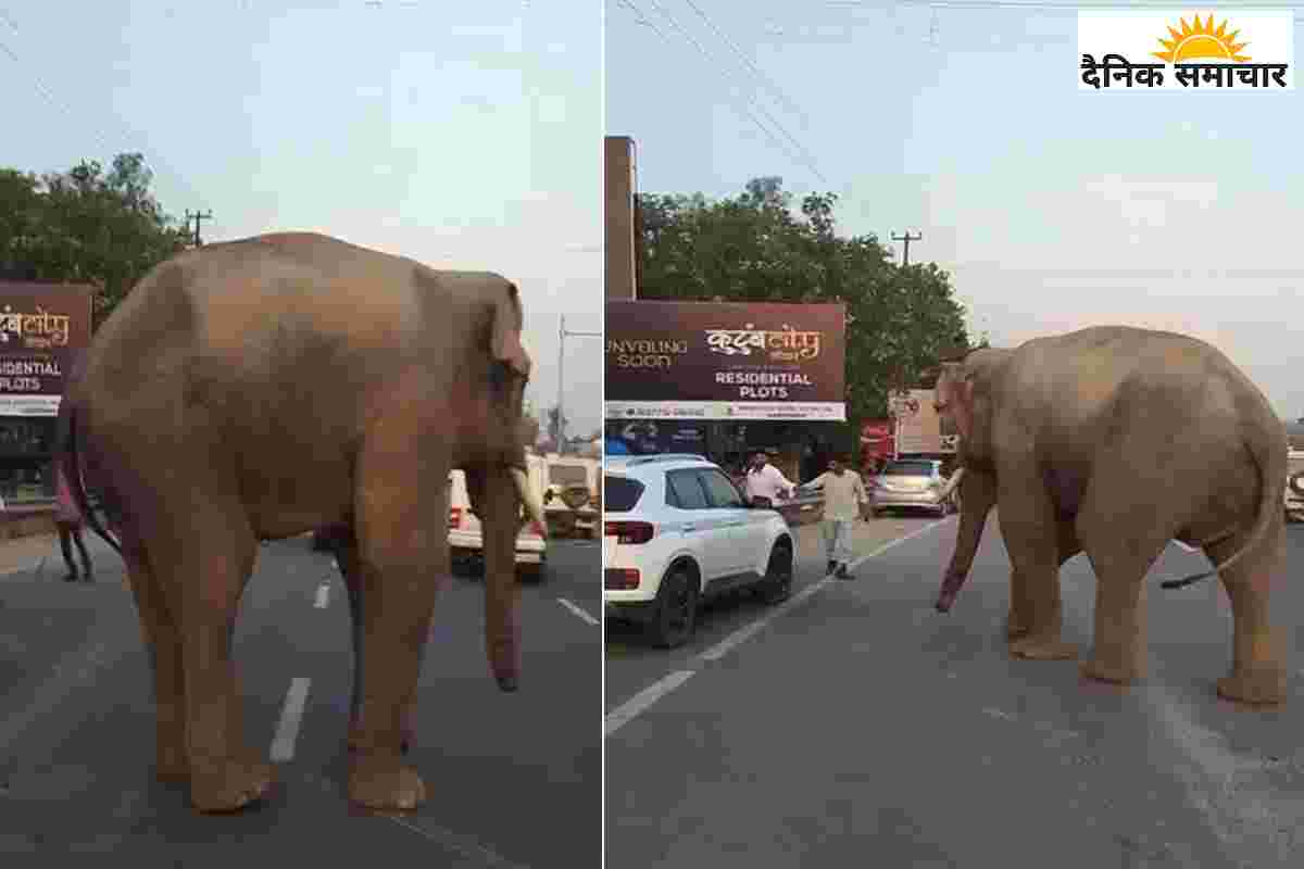 Haridwar Video : हाईवे पर ट्रैफिक सिग्नल के पास आ गया हाथी, मची अफरा-तफरी, फिर…