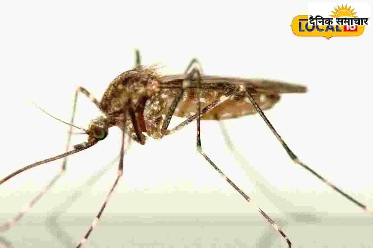 घर में मिला डेंगू का लार्वा तो होगी सख्त कार्रवाई…