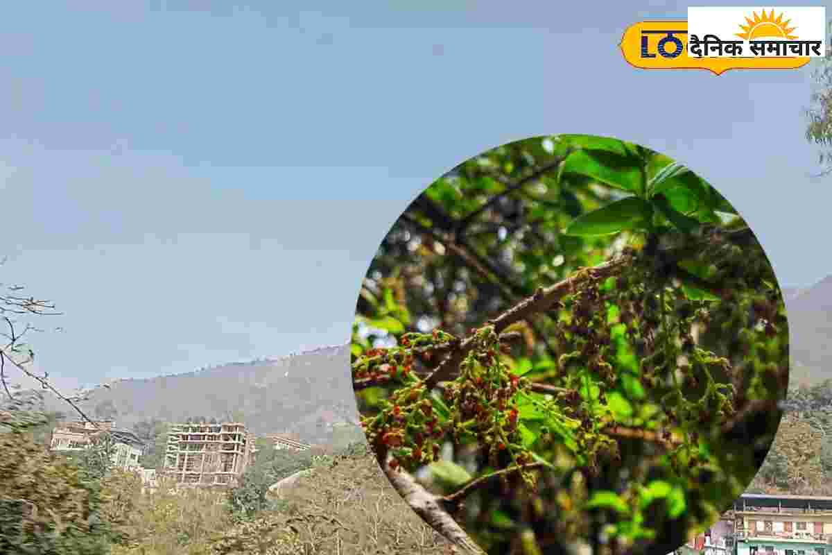मसूरी की खोज कैसे हुई? कभी बेहद अनजान, इस झाड़ी से निकली ‘पहाड़ों की रानी’