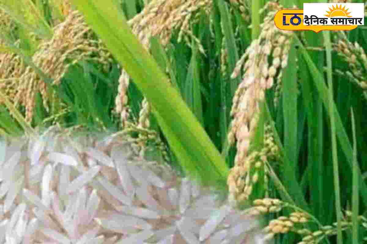कभी खुशबू से महकता था देहरादून का बासमती, अब बाहर से मंगवाना पड़ रहा चावल
