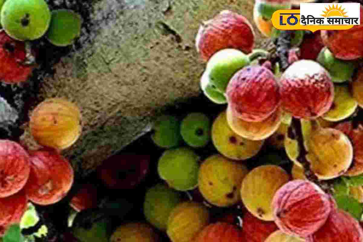 हैजा और पीलिया का काल, दुधारू पशुओं के लिए अमृत…वरदान है ये पहाड़ी फल