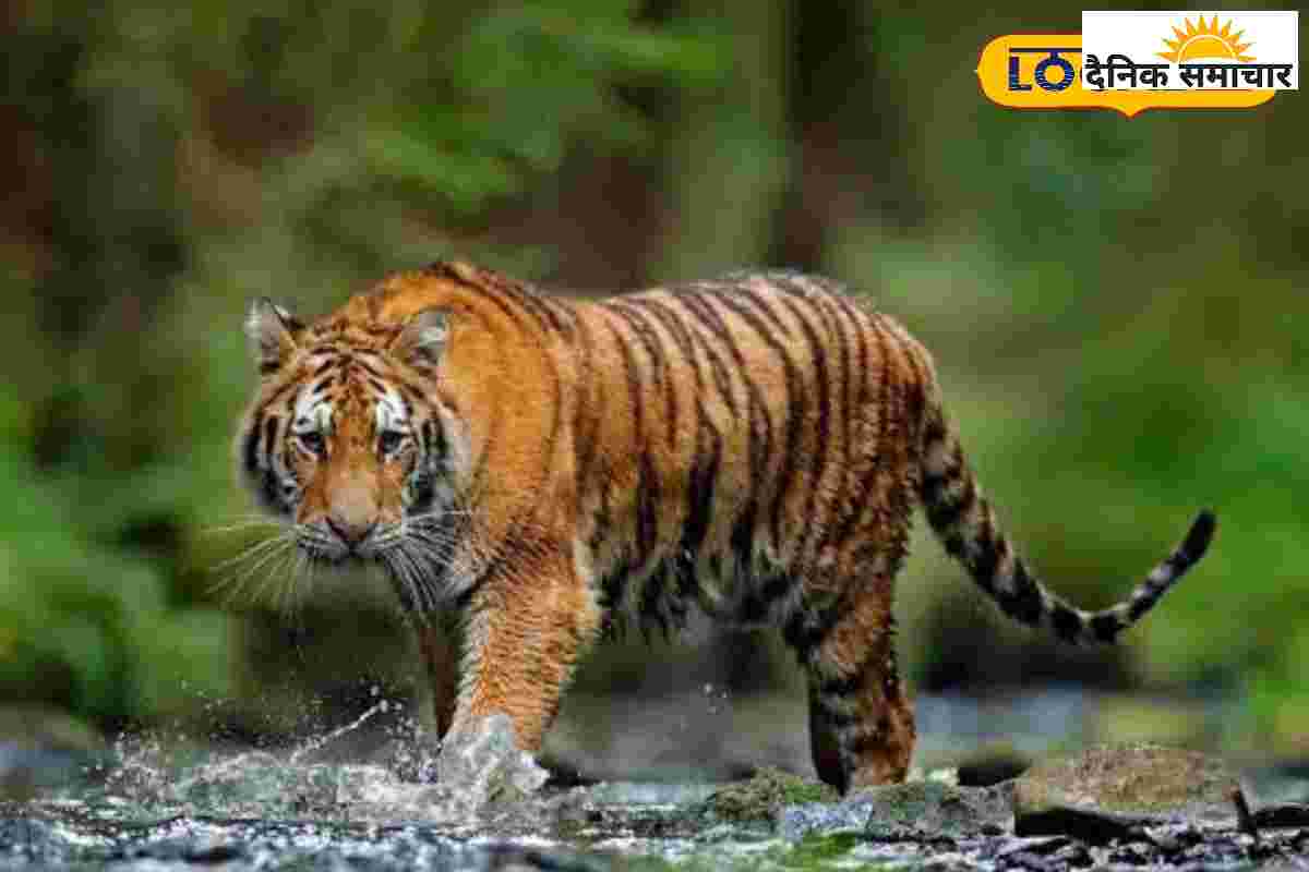 जानिए क्यों कॉर्बेट से राजाजी भेजे जा रहे हैं 5 बाघ, क्या होगा फायदा