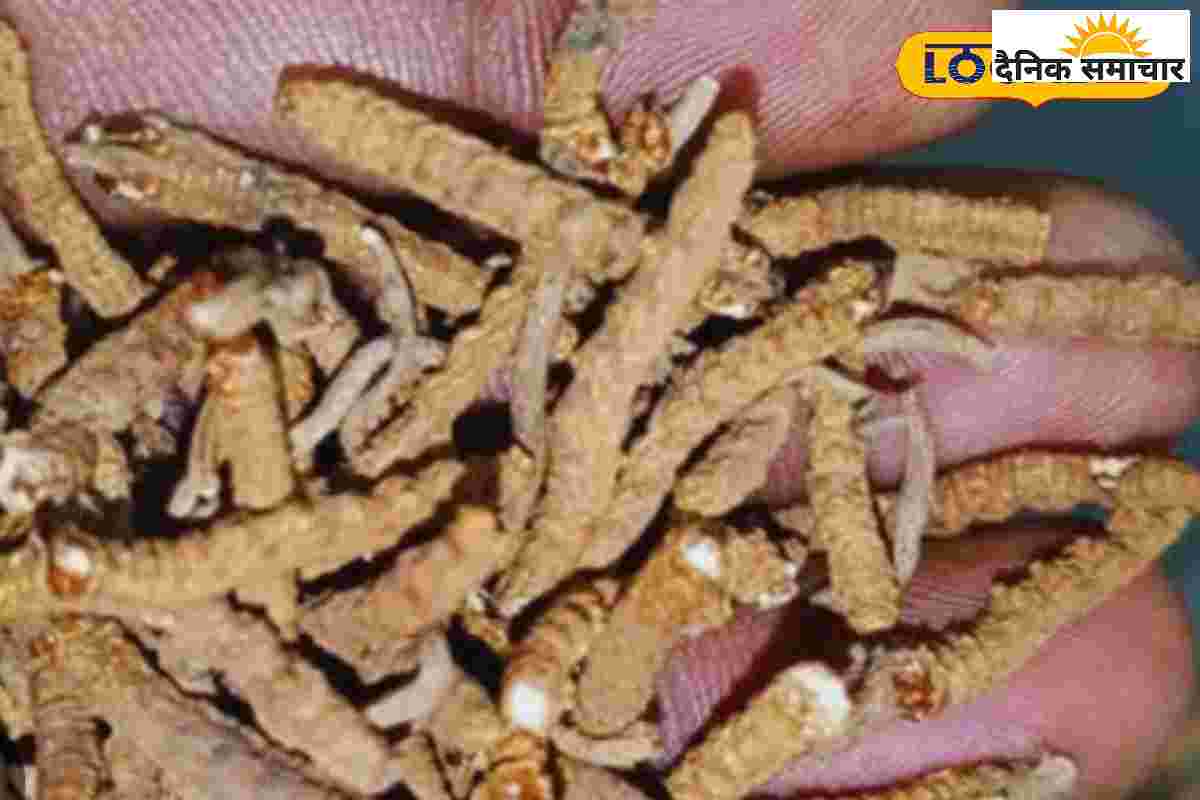 उत्तराखंड में पाई जाती है कीड़े जैसी हर्ब्स, 26 लाख प्रति किलो होती है कीमत