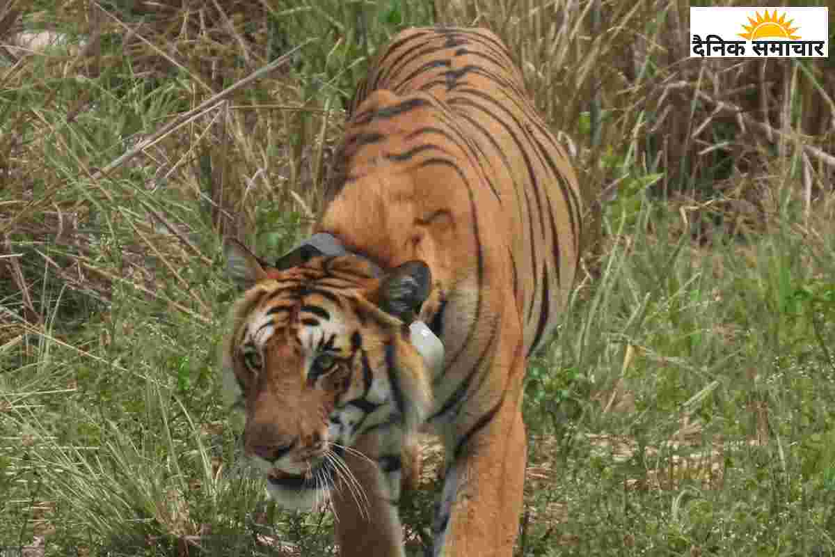 टाइगर ऑन टूर: राजाजी पार्क के दो बाघों की ‘वन यात्रा’ से वन विभाग अलर्ट