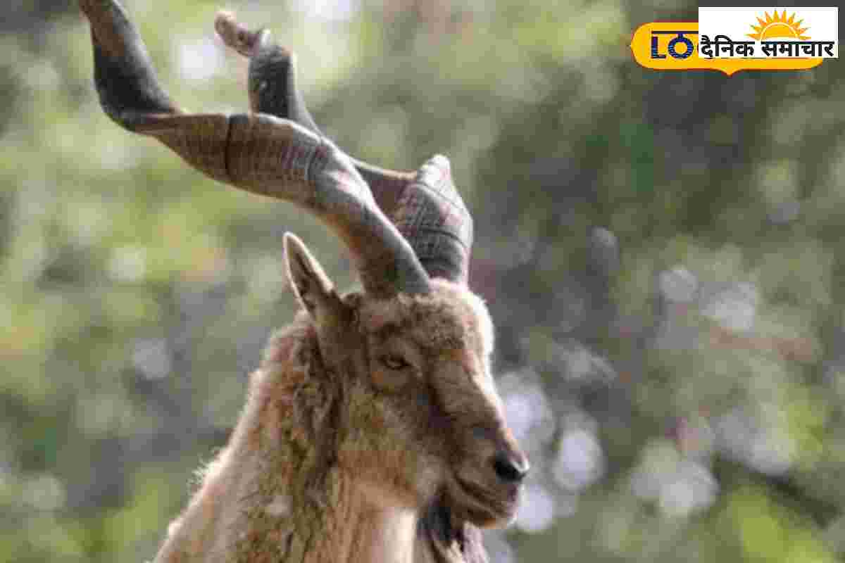 जब बकरा बन गया अंग्रेजों का कमांडर, ठाठ ऐसी कि हर खर्च उठाती सरकार