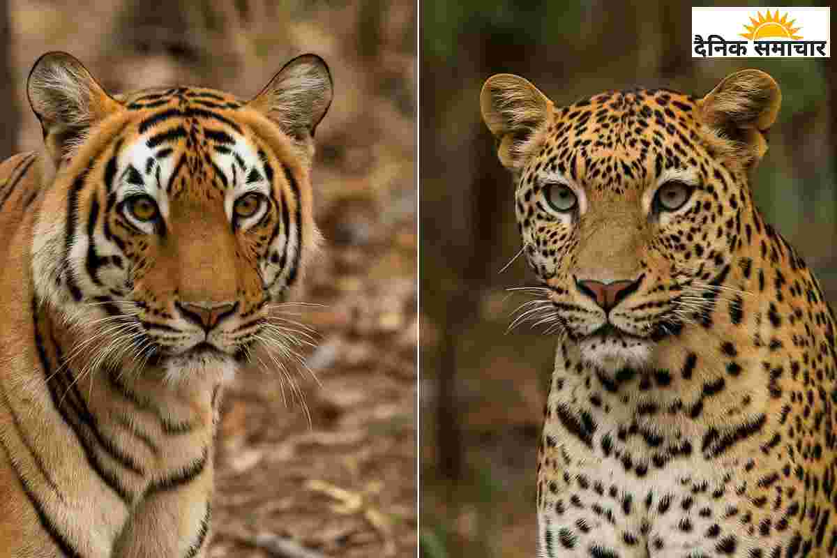 तेंदुआ-बाघ छोड़िए, सबसे ज्यादा इंसानों की जान तो ये छुटकू ले रहा है…