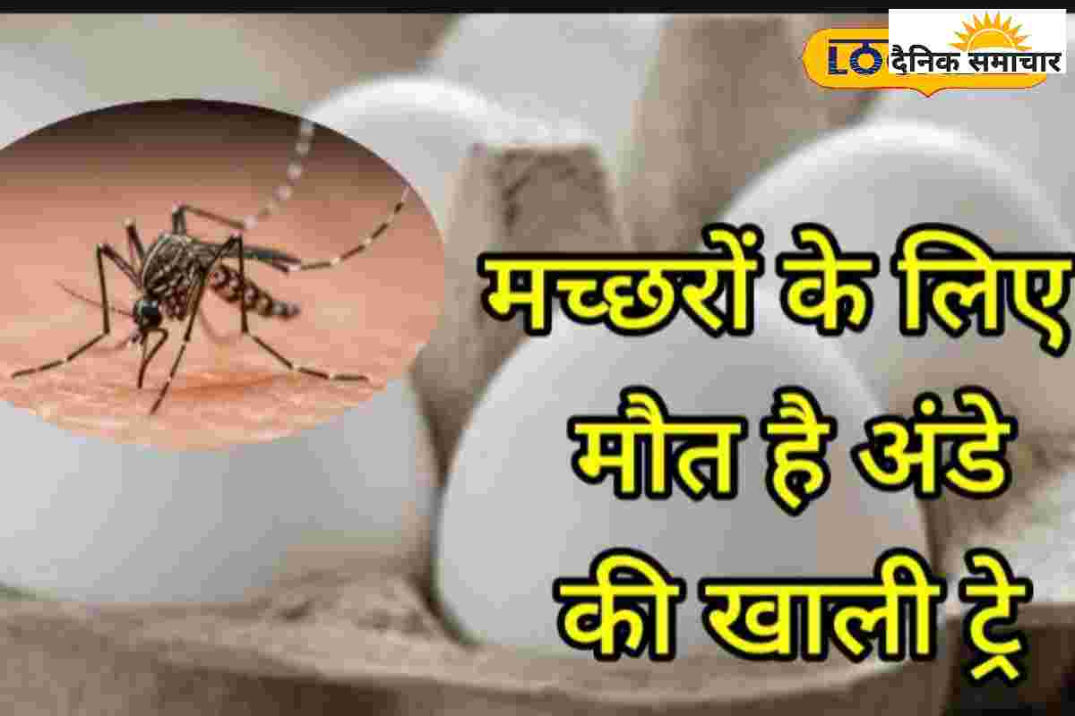 महंगे कॉइल भूल जाओ… बस ये कागज का टुकड़ा जलाओ, मच्छरों से मिलेगा छुटकारा