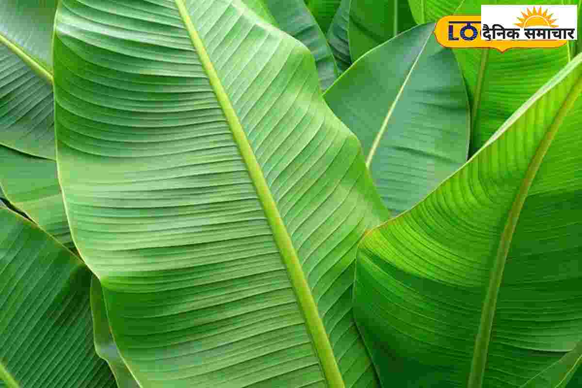 दुधारू जानवरों को खिलाएं ये मुलायम पत्ते, दूध की बहेगी धारा,हेल्थ भी रहेगी फिट