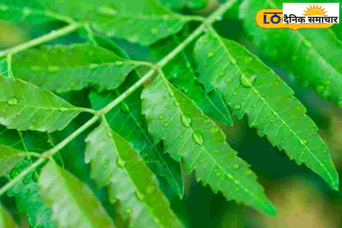 बारिश में भी रहना है हेल्दी और ग्लोइंग? अपनाएं ये नेचुरल डॉक्टर, जानें फायदें