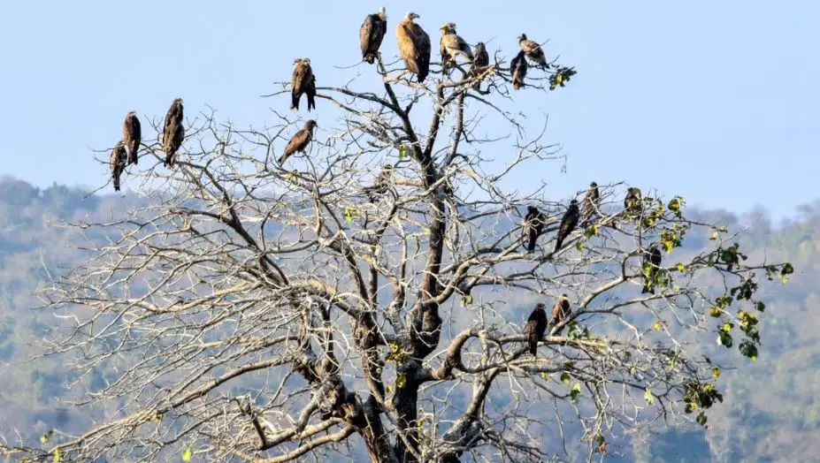पर्यावरण प्रेमियों के लिए अच्छी खबर: देहरादून में अब सुरक्षित हैं गिद्ध, JoTT में हुआ खुलासा